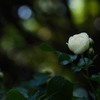 厚別の白薔薇