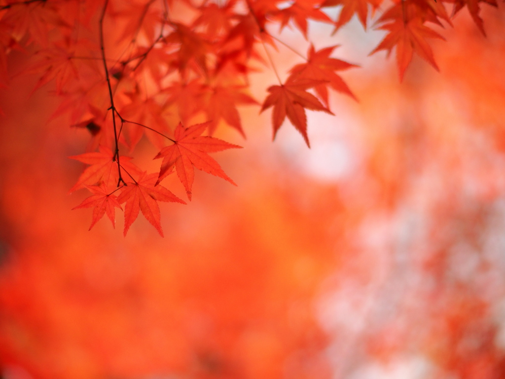 紅に融ける