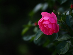 労う薔薇