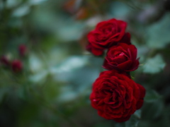 薔薇園で薔薇を撮る