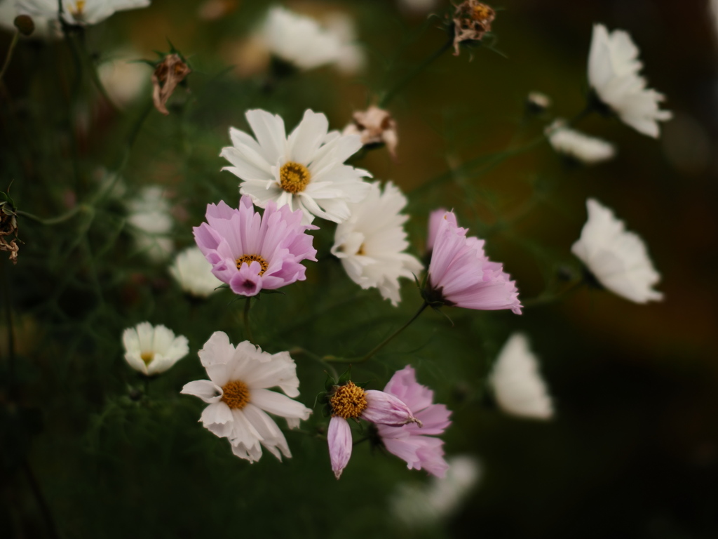 終焉・秋桜