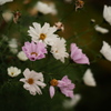 終焉・秋桜