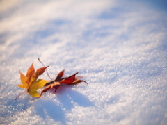 雪に光