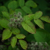 草