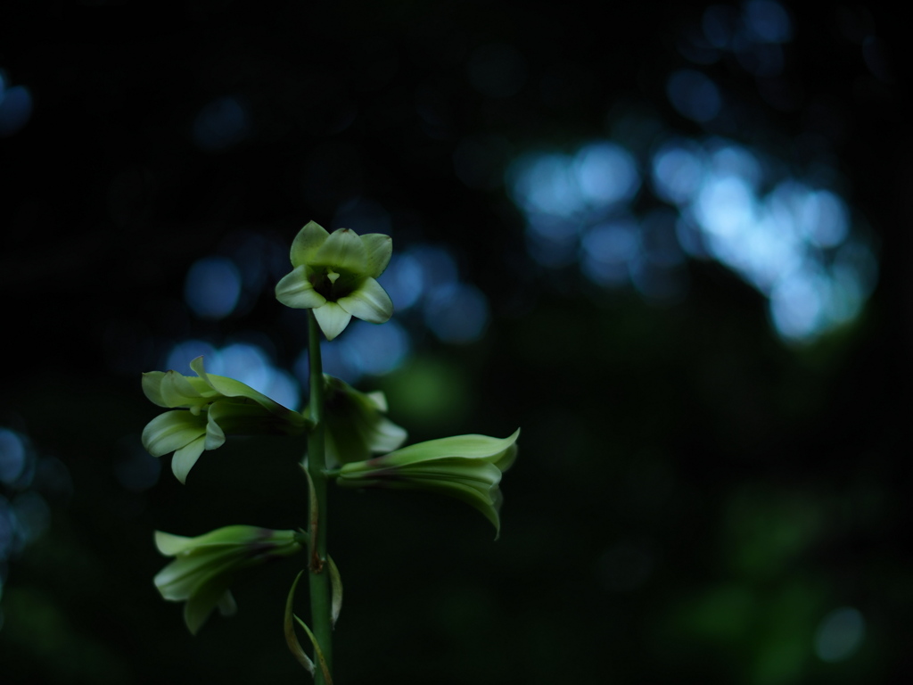 木の間の青