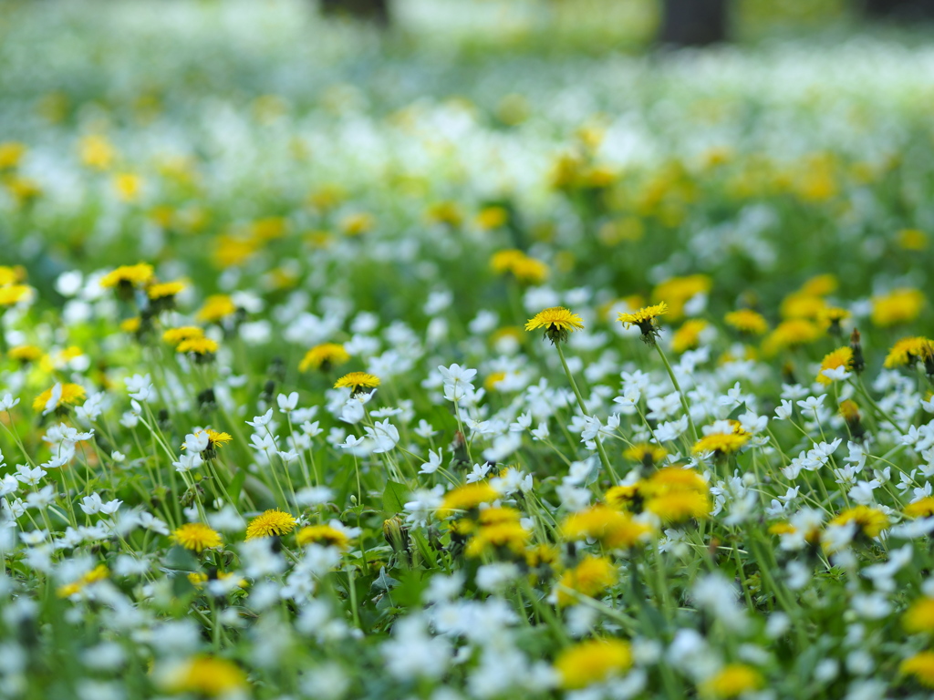 木洩れ日の花園