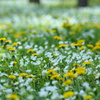 木洩れ日の花園