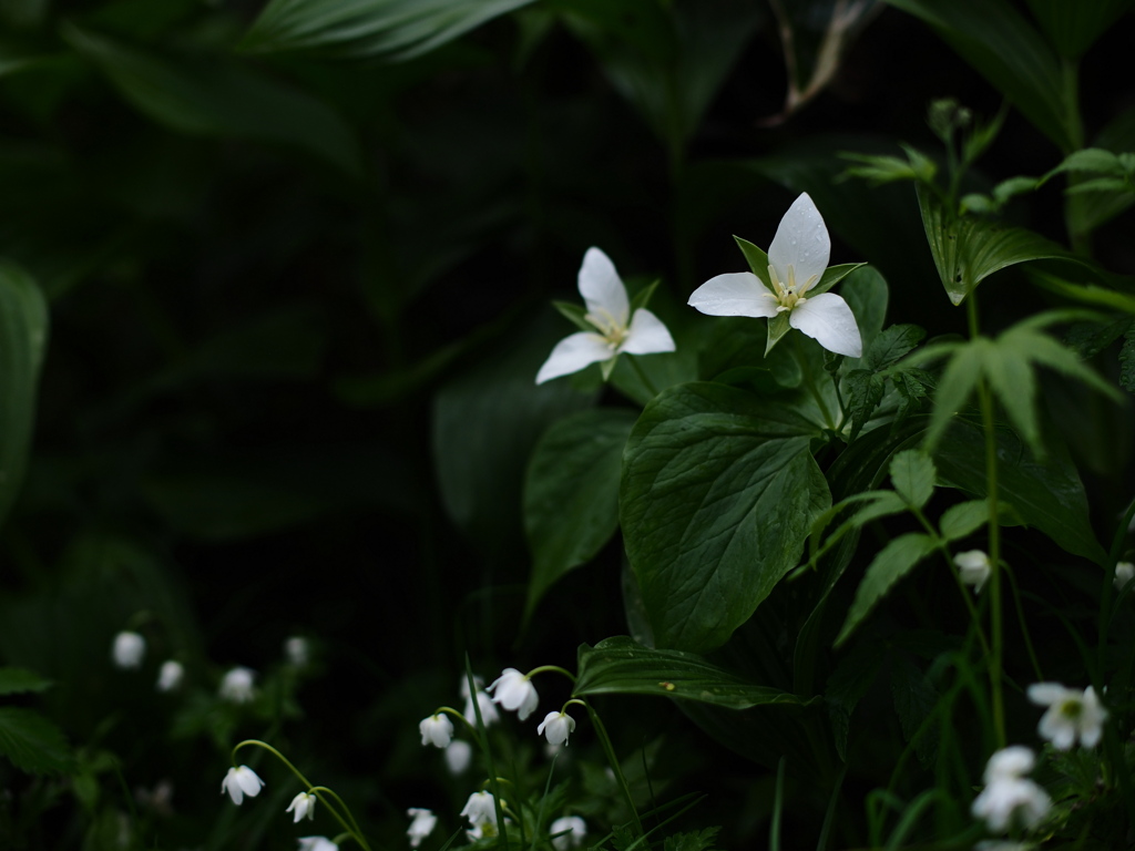 雨の森は花盛り