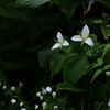 雨の森は花盛り