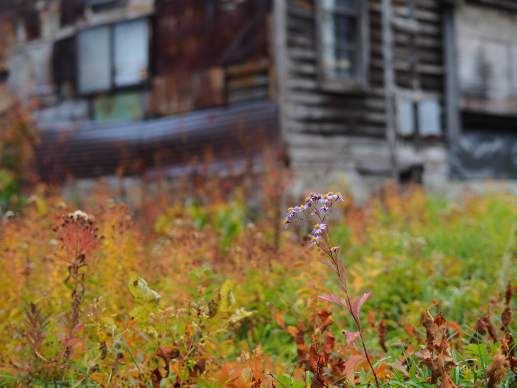 廃の庭に咲く