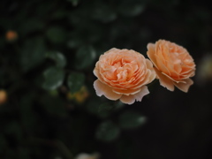 双子の薔薇