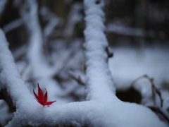 一葉の灯