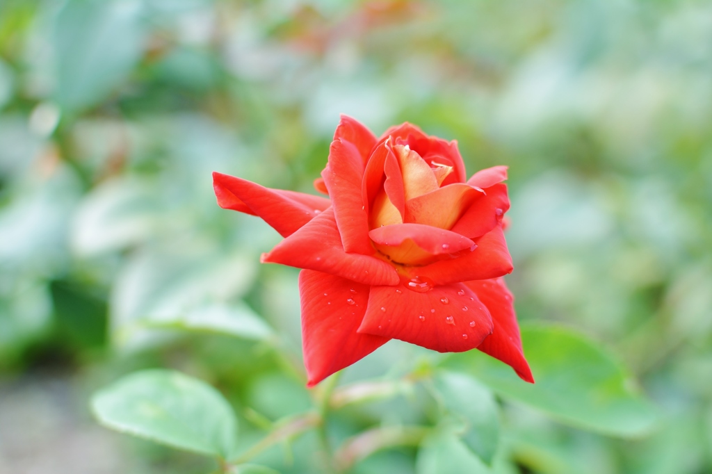 情熱の真っ赤な薔薇