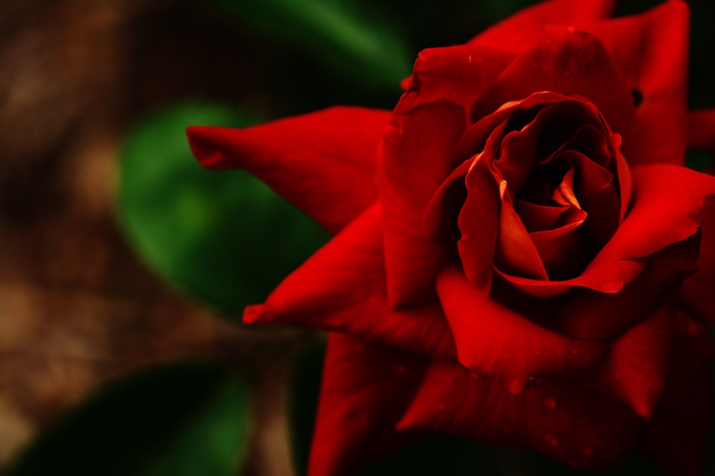 梅雨前の薔薇