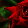 梅雨前の薔薇