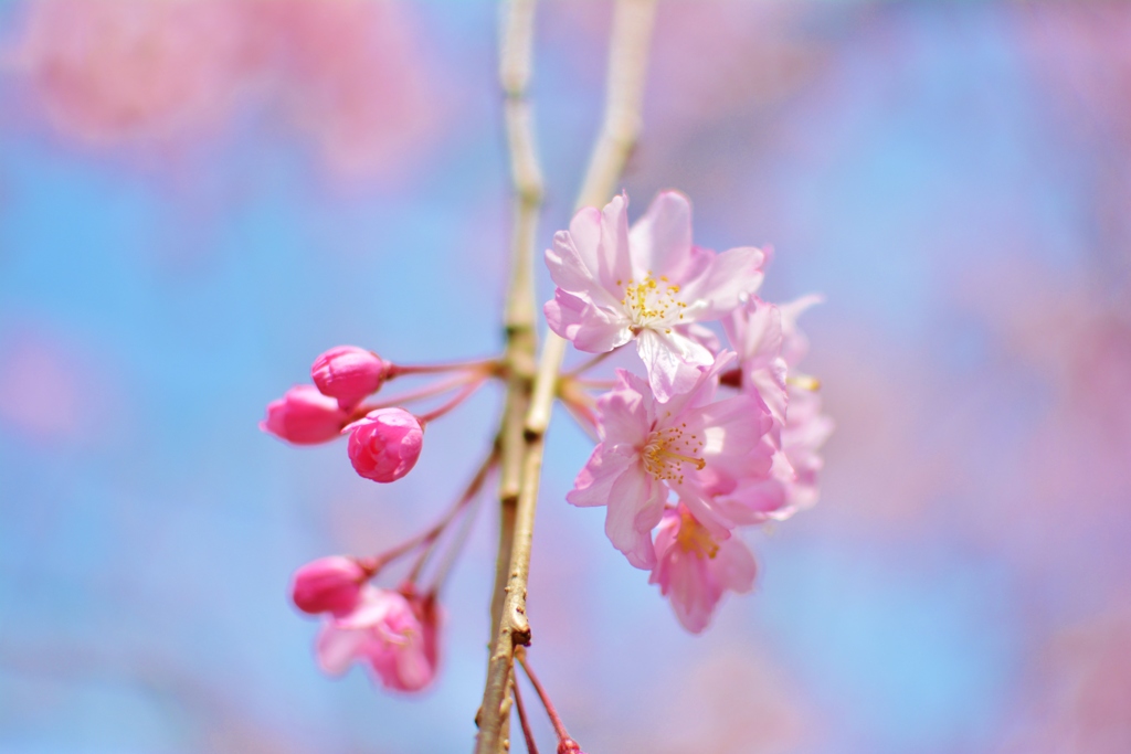 青空桜