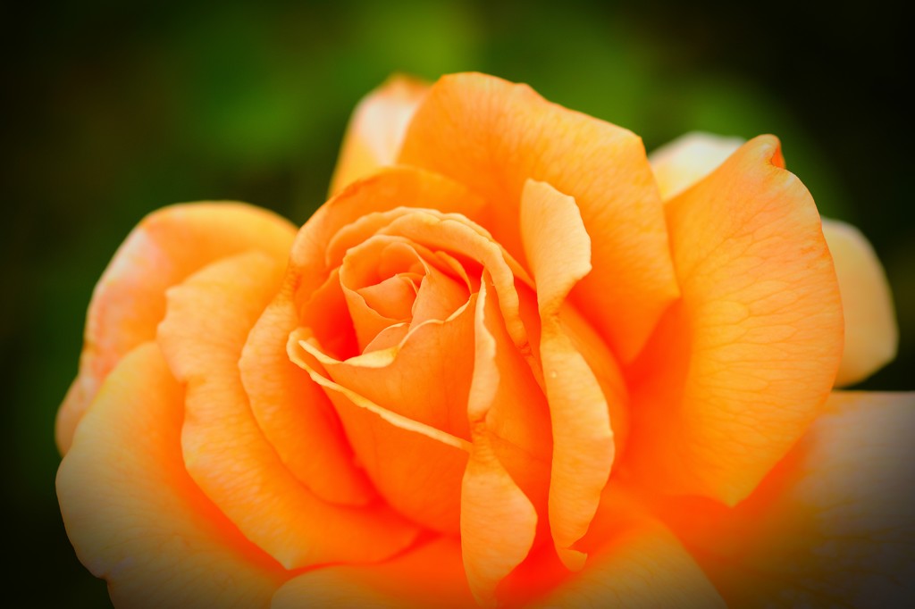 薔薇公園