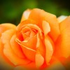 薔薇公園
