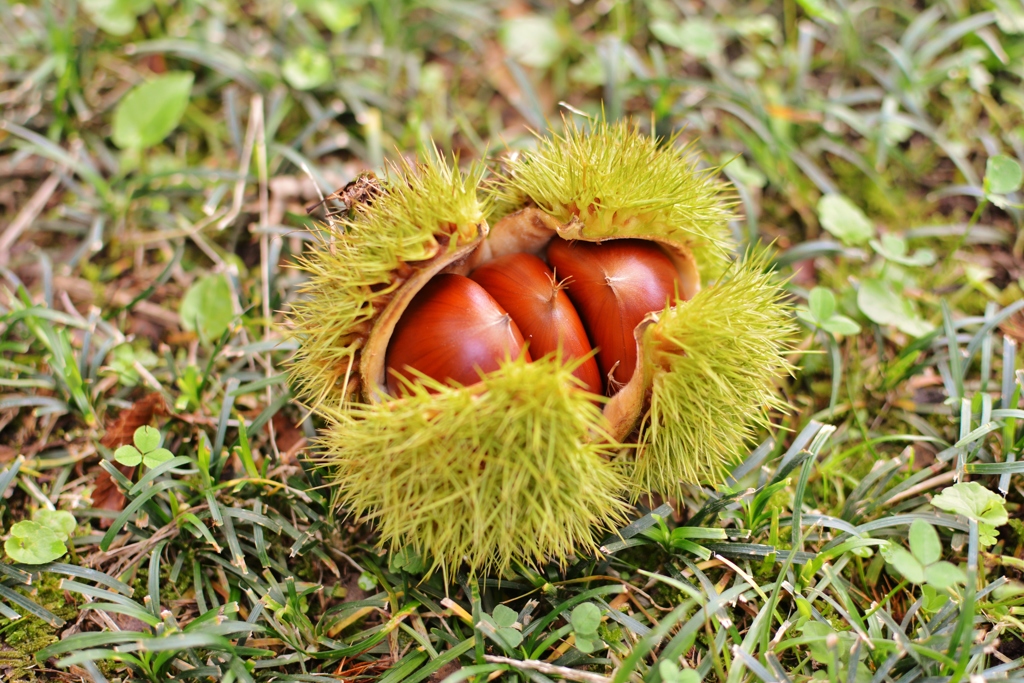 秋の味覚　栗