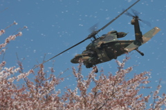 桜吹雪