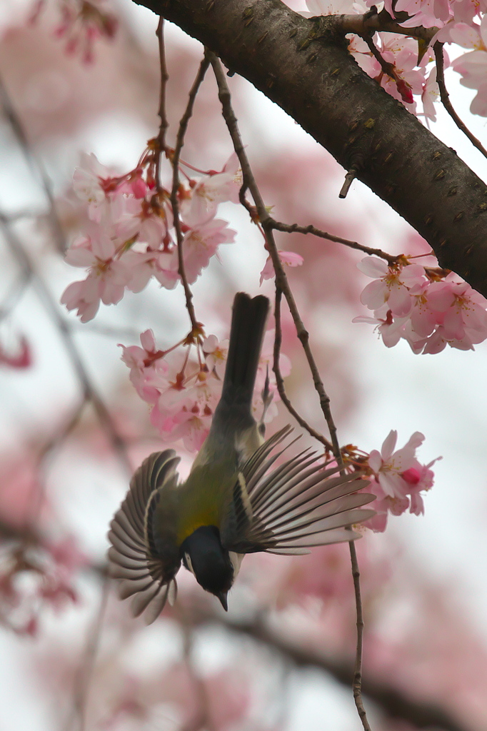 シジュウカラ