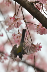 シジュウカラ