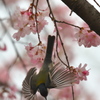 シジュウカラ