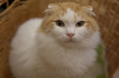 猫カフェ