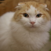 猫カフェ
