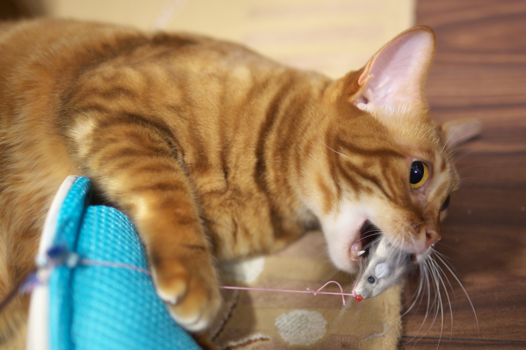 猫カフェ