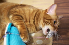 猫カフェ