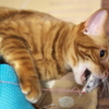 猫カフェ
