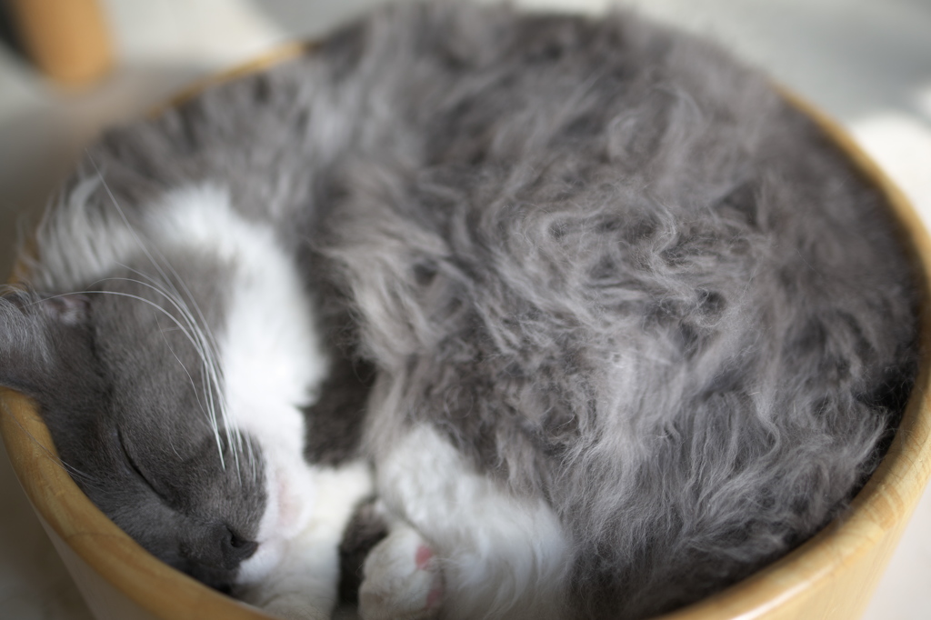 猫カフェ
