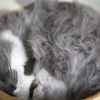 猫カフェ