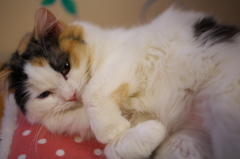 猫カフェ