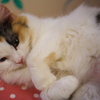 猫カフェ