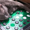 上野猫まるカフェ