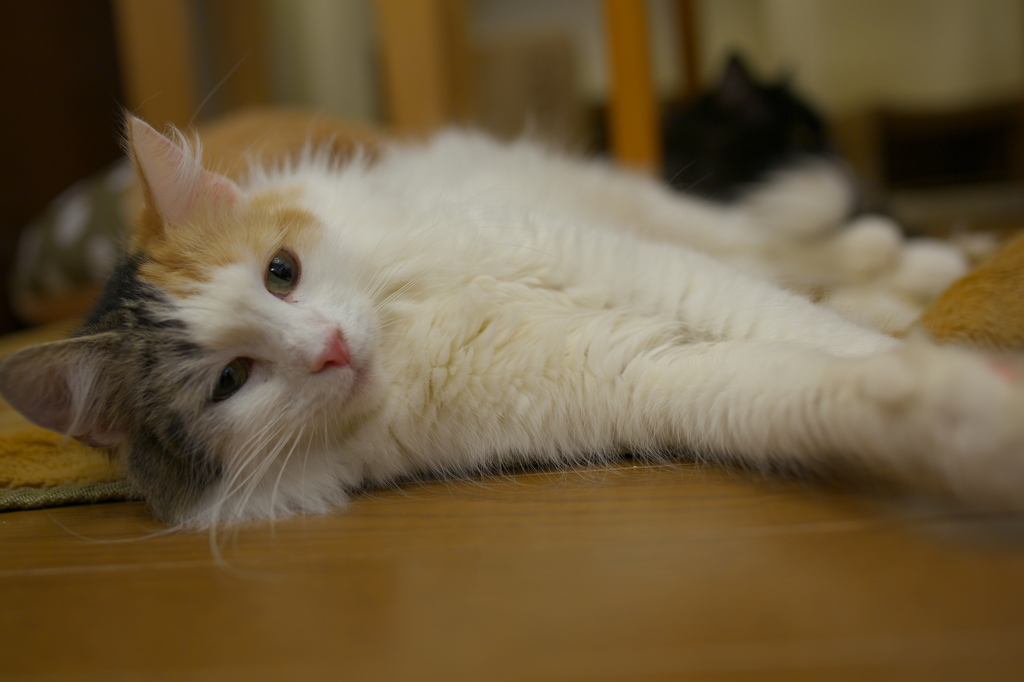 猫カフェ
