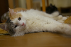 猫カフェ
