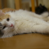 猫カフェ