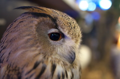 ふくろうカフェ