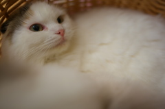 猫カフェ