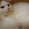 猫カフェ