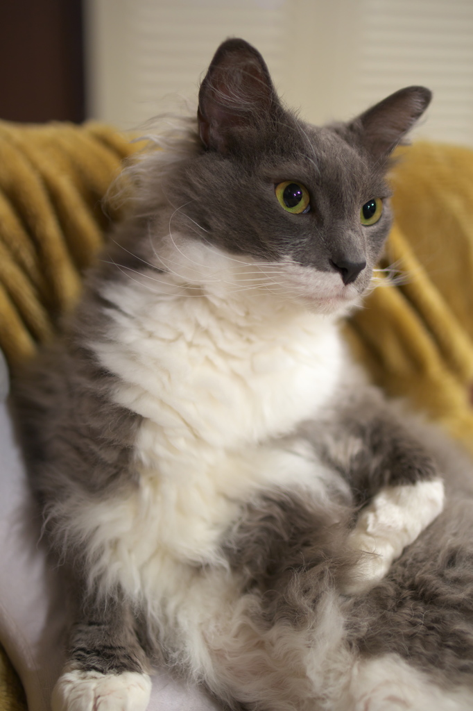 猫カフェ