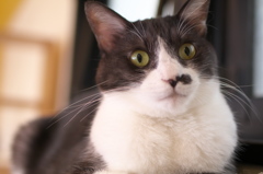 上野猫まるカフェ