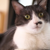 上野猫まるカフェ