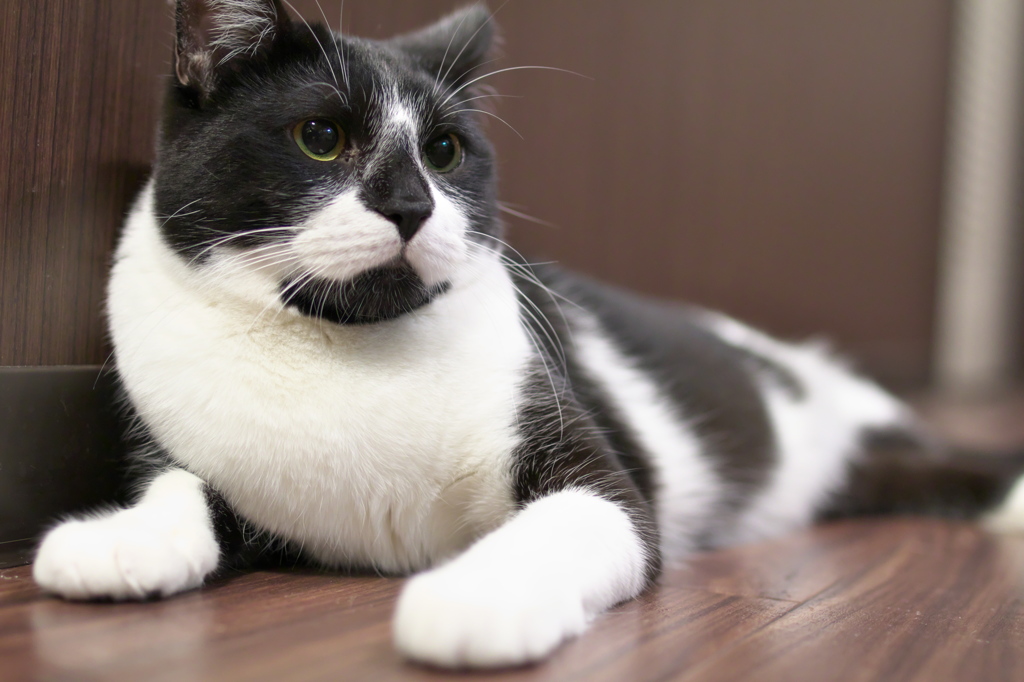 猫カフェ