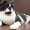 猫カフェ