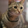 猫カフェ