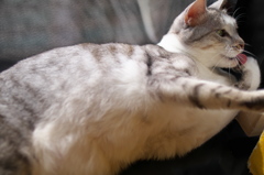 上野猫まるカフェ